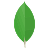 mongodb logo